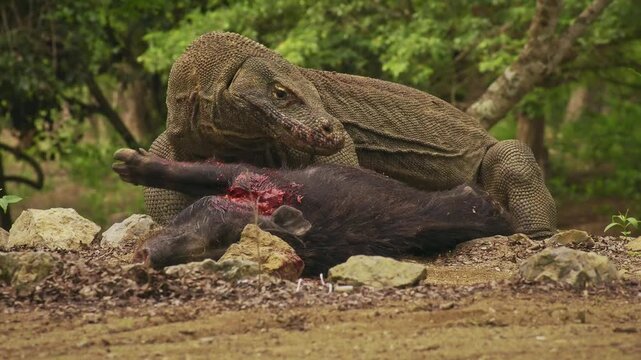 Komodo dragon or monitor Varanus komodoensis, video of monitor lizards hunting and eating a wild boar prey, large reptile of Varanidae endemic to the Indonesian islands of Komodo, Rinca, Flores. 