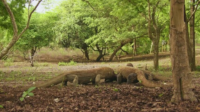 Komodo dragon or monitor Varanus komodoensis, video of monitor lizards hunting and eating a wild boar prey, large reptile of Varanidae endemic to the Indonesian islands of Komodo, Rinca, Flores. 