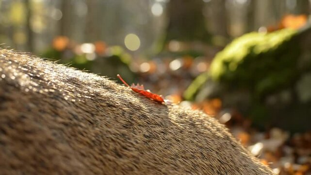 Close up of deer fur with a red leaf in the sunshine of a forest background during autumn