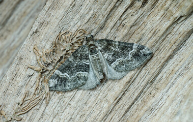 Barred Rivulet moth Perizoma bifaciata, sat on a wooden background