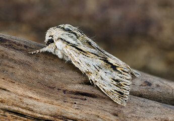 The Sprawler moth Asteroscopus sphinx. Sitting on a tree branch
