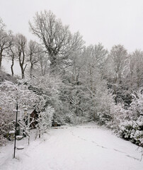 Snow covered trees in an English winter garden