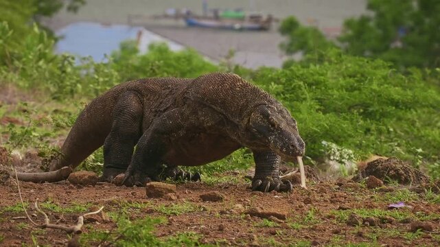 Komodo dragon or monitor Varanus komodoensis, video of monitor lizard walking and resting in the jungle, large reptile of Varanidae endemic to Indonesian islands of Komodo, Rinca, Flores in background