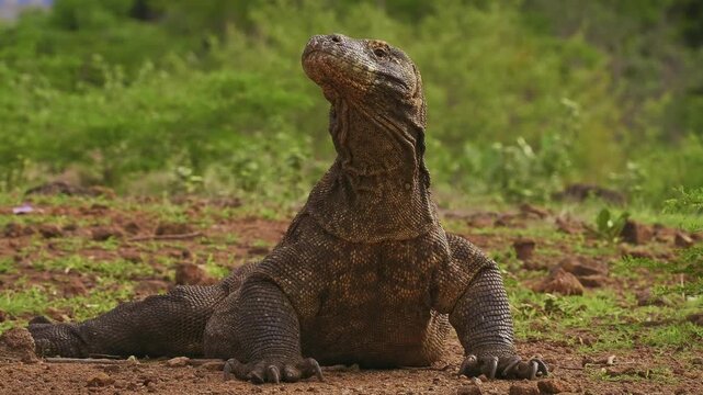 Komodo dragon or monitor Varanus komodoensis, video of monitor lizard walking and resting in the jungle, large reptile of Varanidae endemic to Indonesian islands of Komodo, Rinca, Flores in background