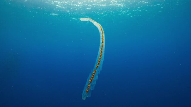 Underwater shot of a long chain of Pelagic Salps drifting in open blue water