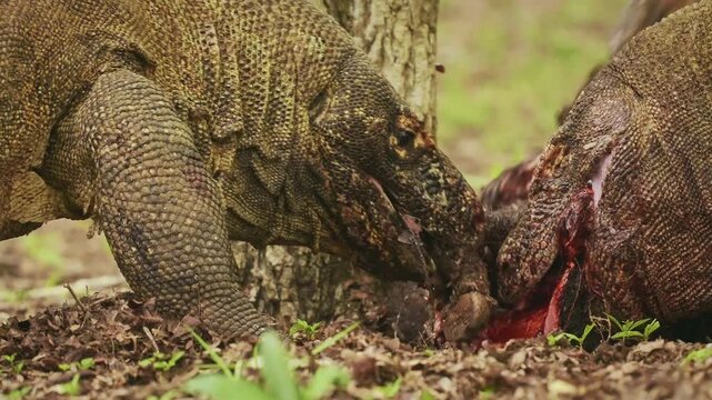 Komodo dragon or monitor Varanus komodoensis, video of monitor lizards hunting and eating a wild boar prey, large reptile of Varanidae endemic to the Indonesian islands of Komodo, Rinca, Flores. 
