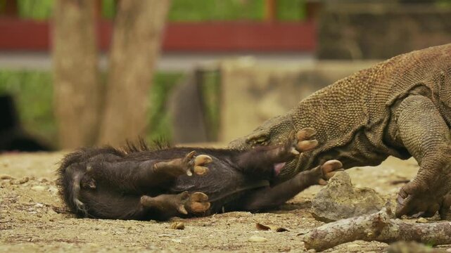 Komodo dragon or monitor Varanus komodoensis, video of monitor lizards hunting and eating a wild boar prey, large reptile of Varanidae endemic to the Indonesian islands of Komodo, Rinca, Flores. 