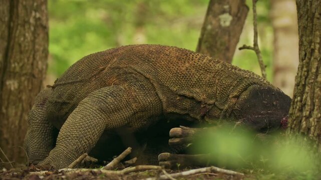 Komodo dragon or monitor Varanus komodoensis, video of monitor lizards hunting and eating a wild boar prey, large reptile of Varanidae endemic to the Indonesian islands of Komodo, Rinca, Flores. 