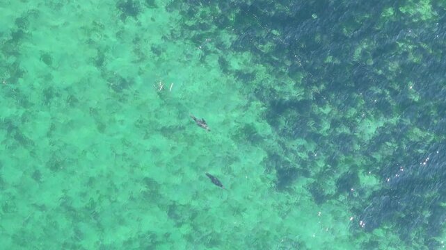 Lobos marinos nadando cenital oceano Pac&iacute;fico Chile