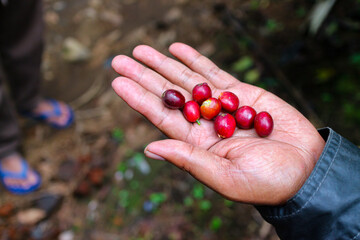 Fresh arabica coffee cherry on the hand