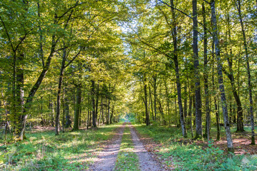 Fototapeta premium A road running through the Białowieza Forest in autumn scenery