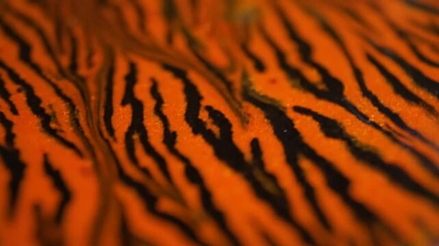 Close-up perspective of a flowing orange and black tiger stripe pattern design, with textured surface details