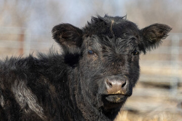 Fototapeta premium Close up of a black cow in a field