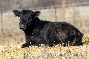 Close up of a black cow in a field