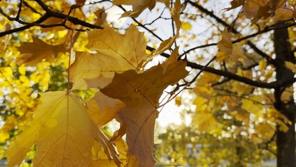 Golden maple leaves on tree branches gently swaying in the wind with sunlight at background. Lush autumn yellow foliage swinging on the breeze at forest. Beautiful colorful fall season. Close up