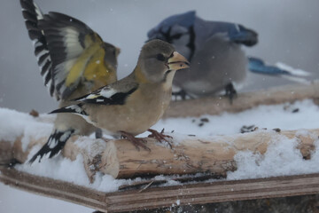 Evening Grosbeaks in winter
