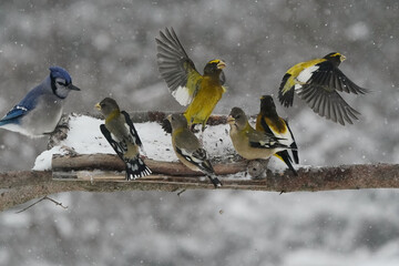 Evening Grosbeaks in winter