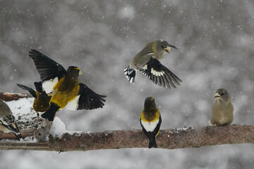 Evening Grosbeaks in winter
