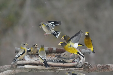 Evening Grosbeaks in winter