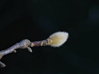 Tokyo,Japan - January 19, 2026: Closeup of a bud of white mognolia