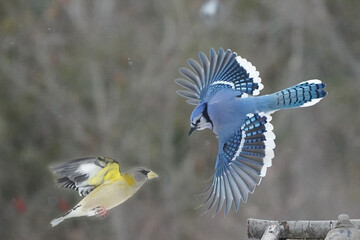 Evening Grosbeaks in winter