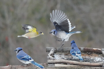 Evening Grosbeaks in winter