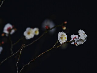 Tokyo,Japan - January 19, 2026: Ume blossoms or plum blossoms or Japanese apricot blossoms blooming in the night

