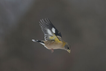 Evening Grosbeaks in winter