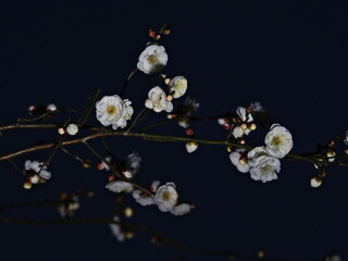 Tokyo,Japan - January 19, 2026: Ume blossoms or plum blossoms or Japanese apricot blossoms blooming in the night
