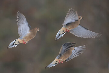 Mourning Doves in winter