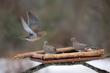 Mourning Doves in winter