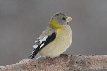 Evening Grosbeaks in winter