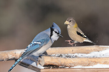 Evening Grosbeaks in winter