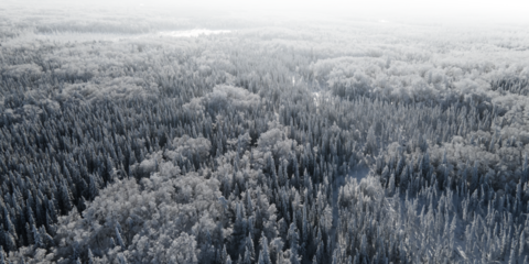 View from the air of a snowy frosty northern forest fading to transparent at the top in the distance
