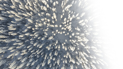 View from the air looking straight down of a snowy spruce forest fading to transparent on the right side.
