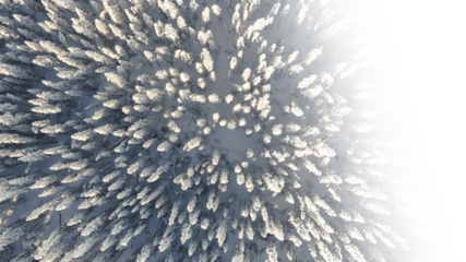 View from the air looking straight down of a snowy spruce forest fading to transparent on the right side.
