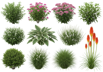 Meticulously rendered diverse garden plants, including pink spirea, variegated hostas, orange kniphofia, and green bushes, isolated on a transparent background for cataloging. Botanical design concept