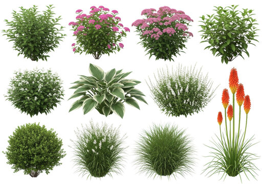 Meticulously rendered diverse garden plants, including pink spirea, variegated hostas, orange kniphofia, and green bushes, isolated on a transparent background for cataloging. Botanical design concept