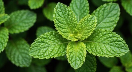 Close-up of vibrant green mint leaves arranged in a light pattern, blurred background