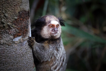 Common marmoset (Callithrix jacchus) perched on tree trunk in natural habitat