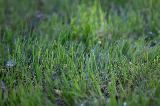 Close up of green grass blades in a patch of grass
