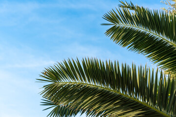 Fototapeta premium Close up of green palm tree branch against clear blue sky in bright sunlight. Concept of tropical nature, summer vibes, botanical background, exotic travel and environmental beauty.