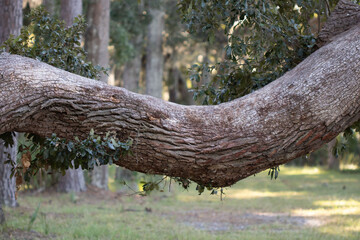 A large branch from a tree in a park; tree at Fort McAllister State Park in Richmond Hill, GA near Savannah