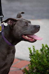 Portrait of a gray pit bull wearing a purple collar