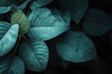 Fototapeta premium Close-up of dark teal leaves with one contrasting green leaf, creating a moody nature scene