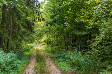 Obraz premium A road running through the Białowieza Forest in autumn scenery