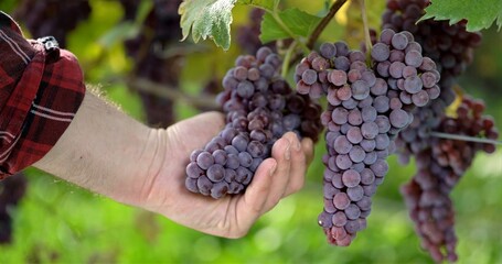 Person Examines Grapes For Ripeness, Individual Carefully Assesses Grape Ripeness During Vineyard Harvest