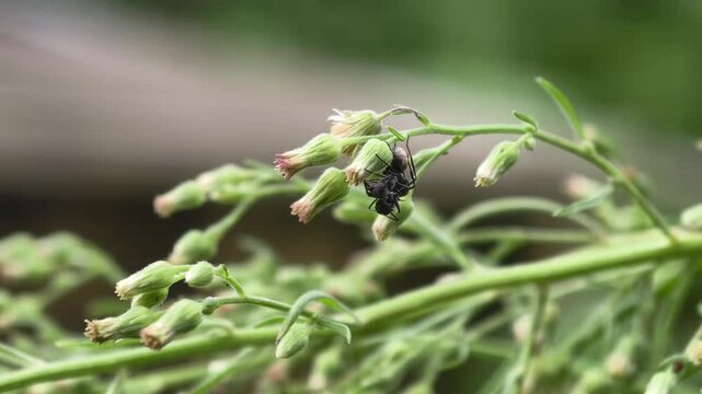 Two black ants perched on the underside of an unbloomed flower bud in a garden