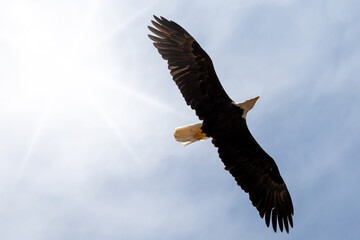 Obraz premium Bald eagle, Haliaeetus leucocephalus, the national emblem of the United States since 1782. Identifiable by their striking white head, tail feathers, which contrast with a dark brown body and wings. 