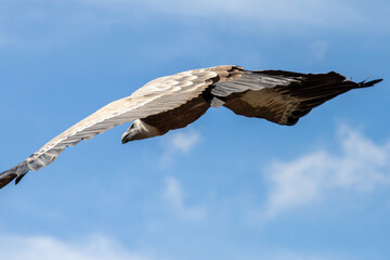 Fototapeta premium Circling vultures. Soar in circles within rising columns of warm air to gain height effortlessly, like invisible elevators to cover great distances. To scan the ground for dead animals, carrion.